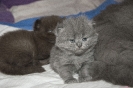Kociaczki / Kittens
